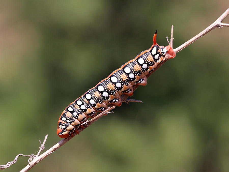 Chenille de Sphinx de l'Euphorbe (c) Marion Fouchard