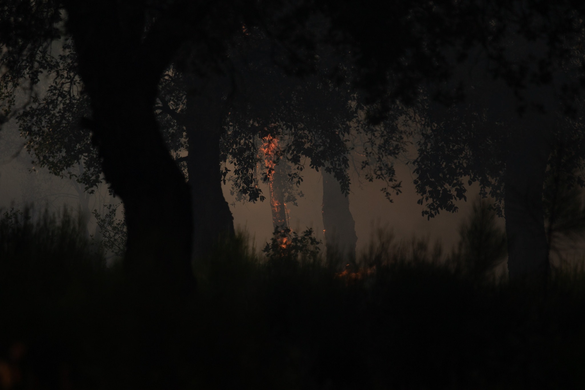 Incendie du massif des Maures (2021) ©NaÏs Pénagé