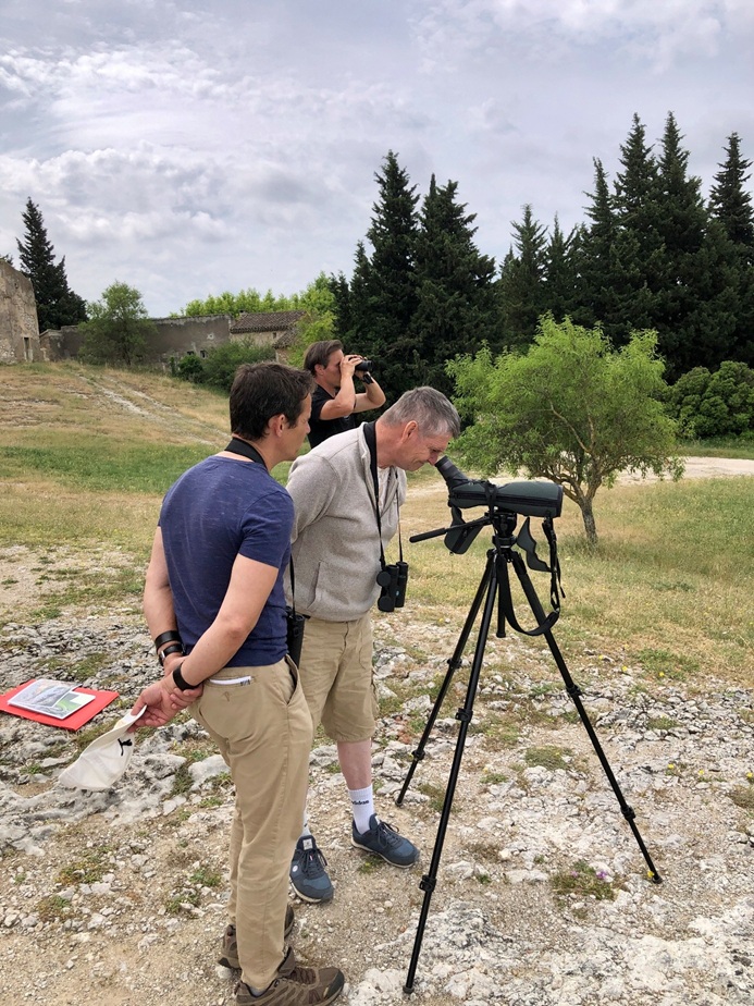 Mais où est le Lézard ocellé © Mathieu béraud