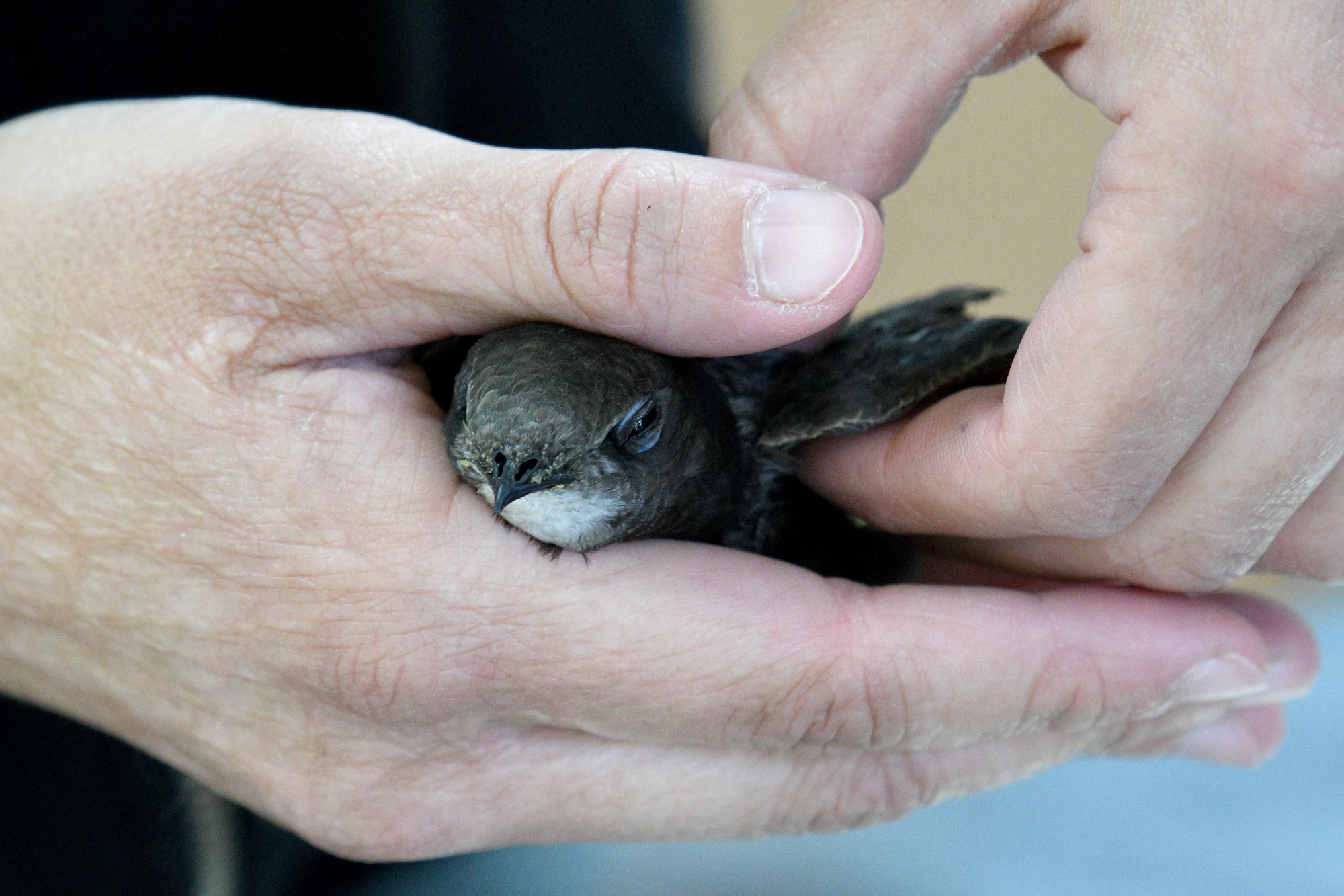 Martinet noir en soin © Grégory Delaunay