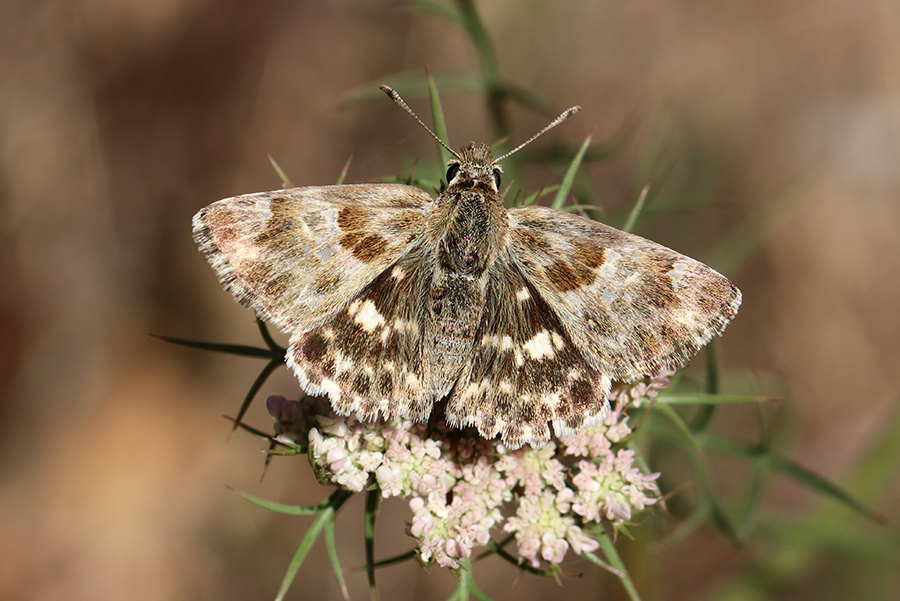 Hesperie de la ballote (c) Marion Fouchard