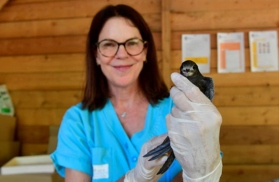 Marie-Hélène évalue l'état des martinets en soins ©Laure Néron-Devoureix