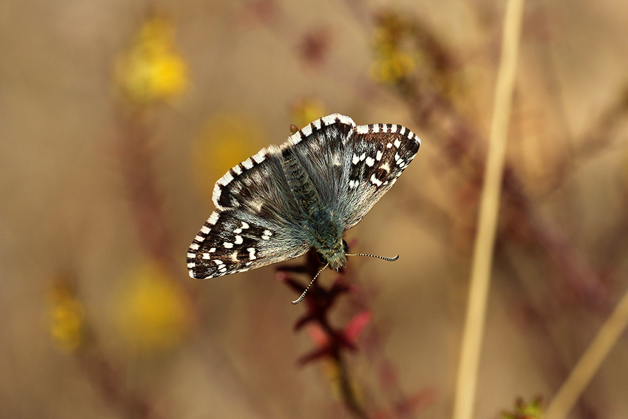 Hespérie de la malope (c) Marion Fouchard