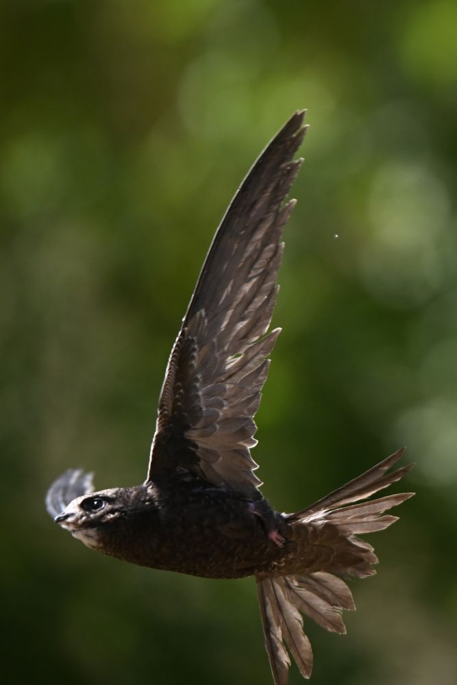 Retour à la nature pour ce martinet noir ©Laure Néron-Devoureix