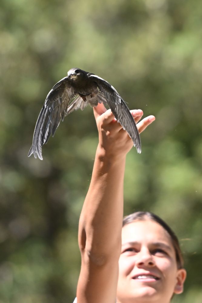 Remise en liberté d'un martinet noir ©Laure Néron-Devoureix