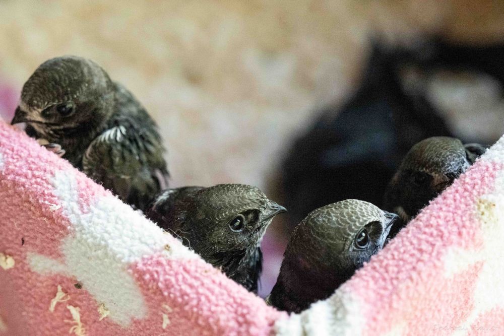 Jeunes martinets noirs en soins ©Chantal Viallet