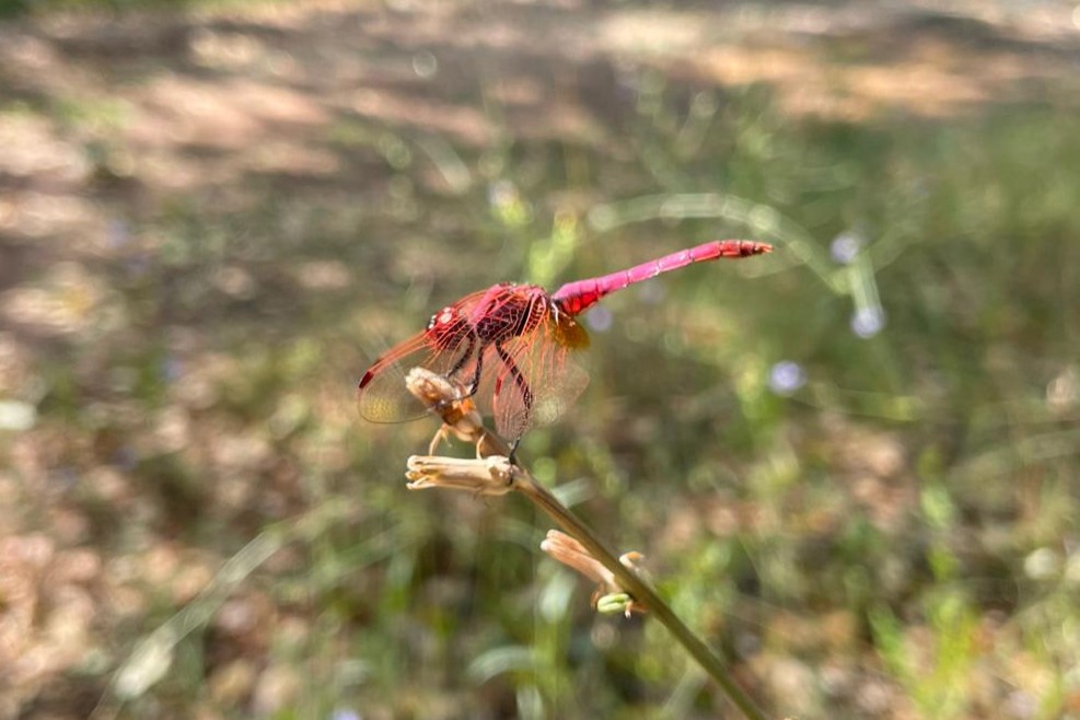 Trithémis pourpré © Thalie Veran