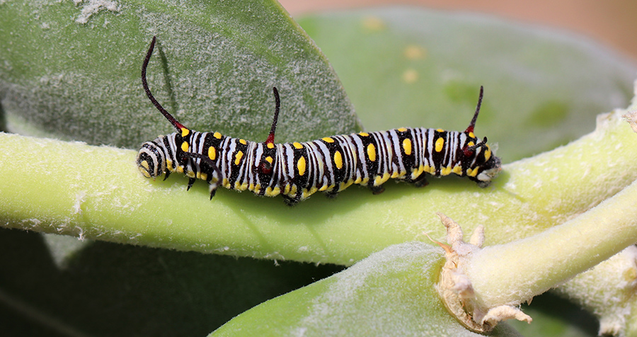 Petit Monarque (c) Marion Fouchard