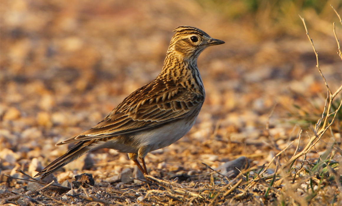 Alouette des champs © Aurélien AUDEVARD