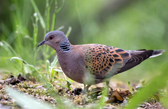 Tourterelle des bois - André SIMON