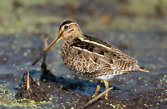 Bécassine des marais © Aurélien Audevard