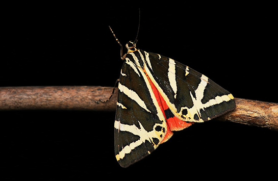 Ecaille chinée @Alexandre Van Der Yeught