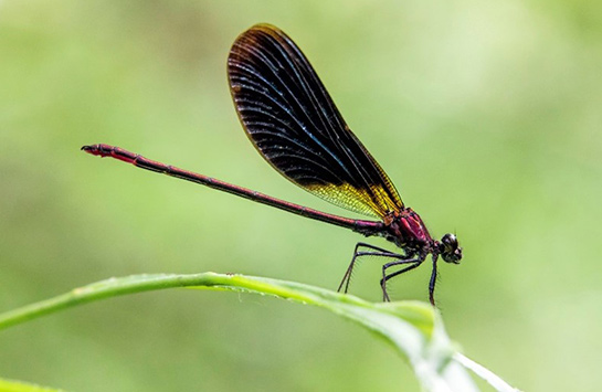 Caloptéryx hémorroïdal © André SIMON