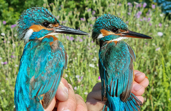 Martin-pécheur mâle et femelle © Aurélien Audevard