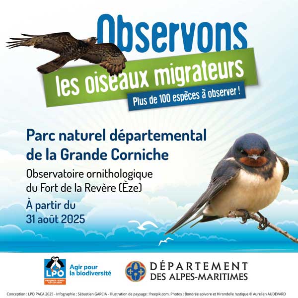 Bondrée apivore et Hirondelle rustique © Aurélien AUDEVARD