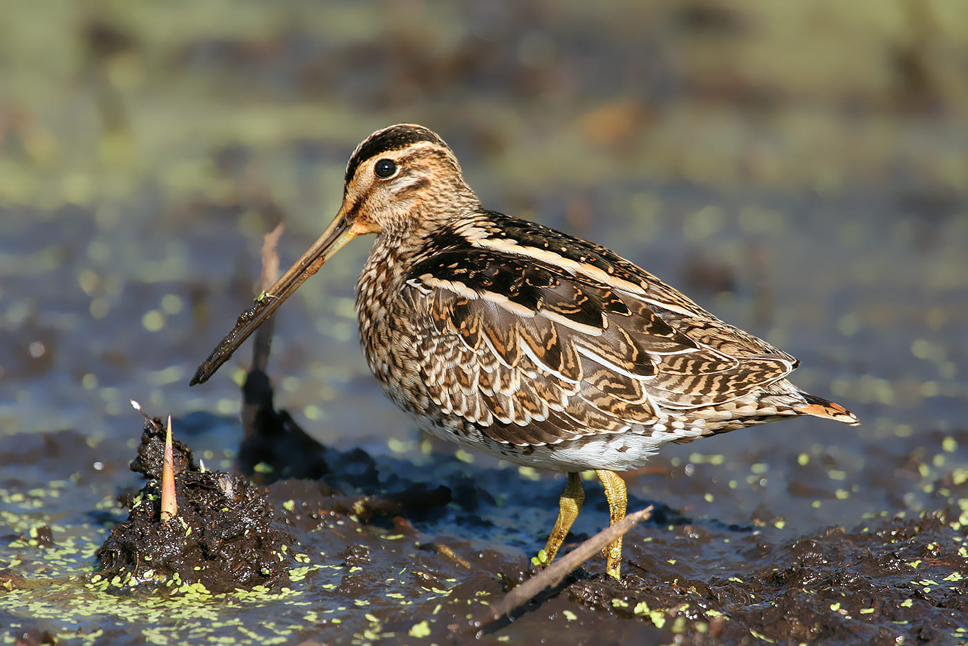 Bécassine des marais © Aurélien Audevard