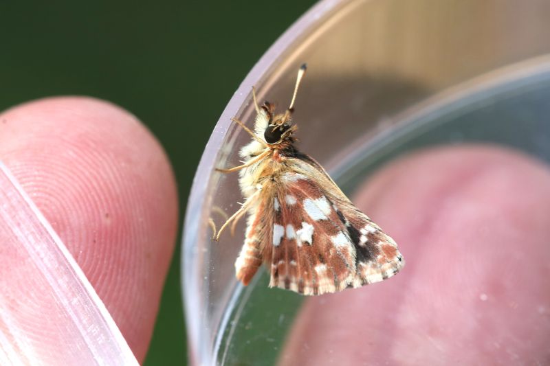 Hespérie des Sanguisorbes © Julien Buissart.