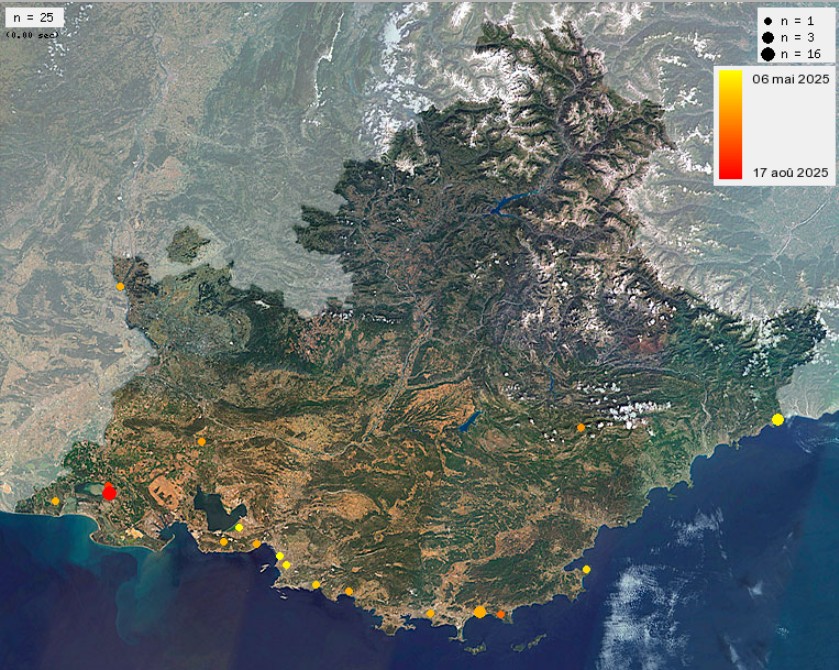 Carte Petit Monarque 2025 (c) Marion Fouchard