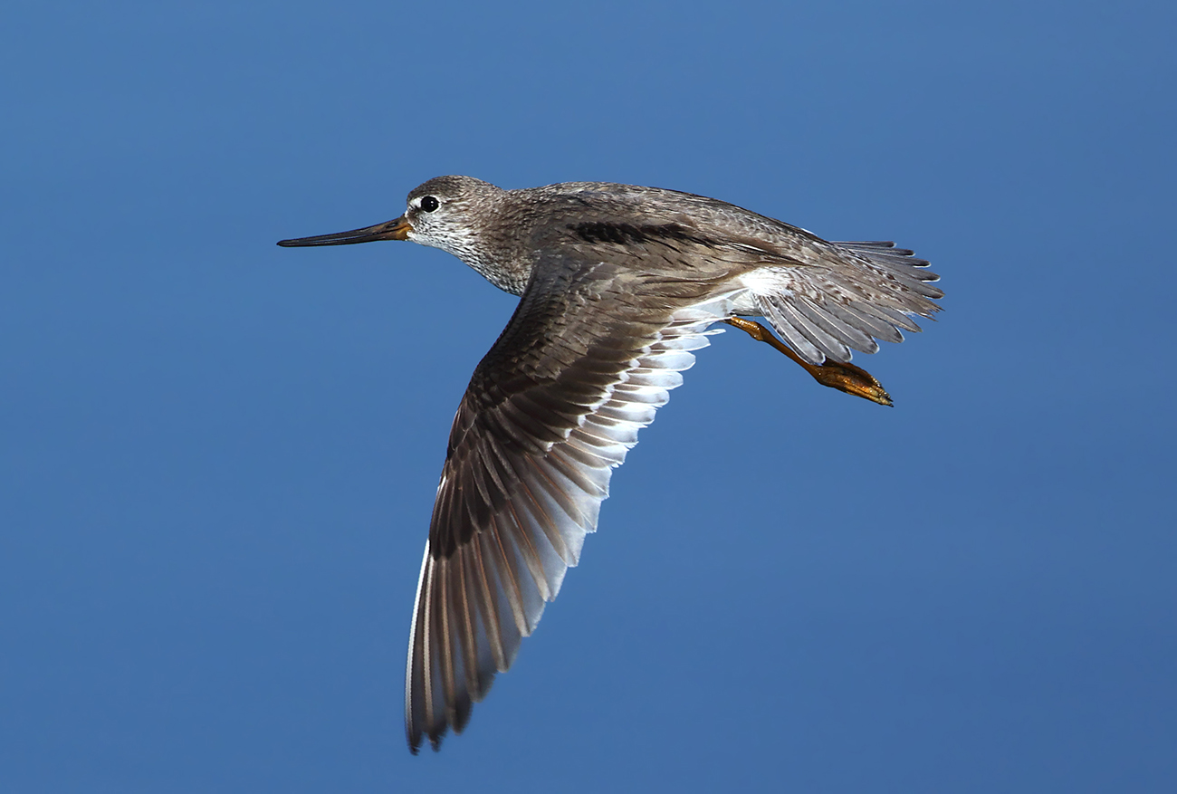 Chevalier bargette © Aurélien Audevard