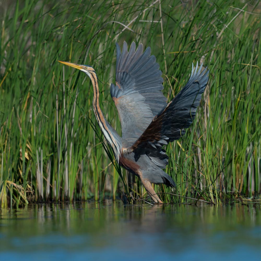 Héron pourpré © Martin STEENHAUT