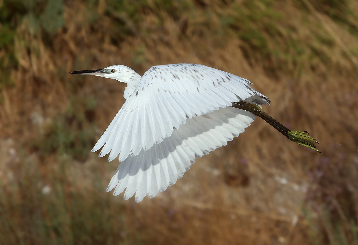 Hybride Aigrette garzette x Aigrette des récifs © Aurélien Audevard