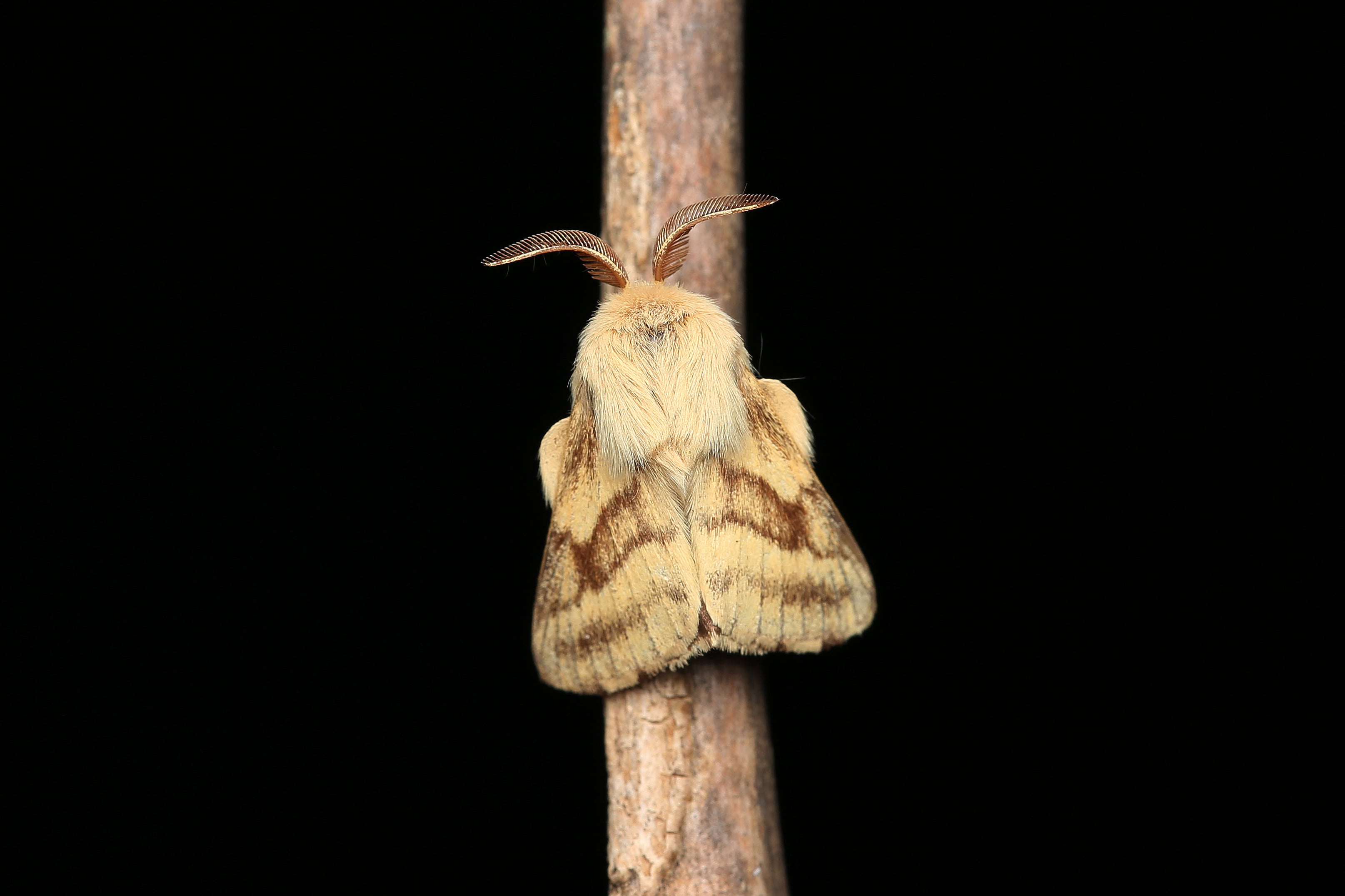 Malacosoma castrensis @Alexandre Van Der Yeught