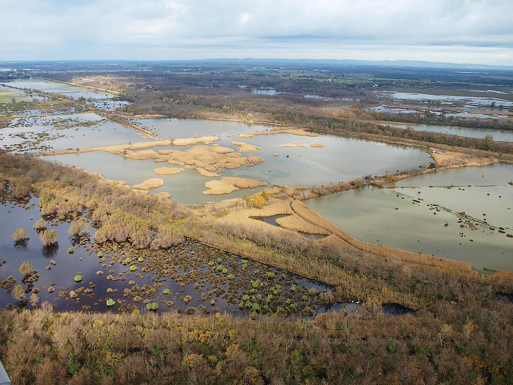 Marais du Vigueirat -  J-L Lucchesi