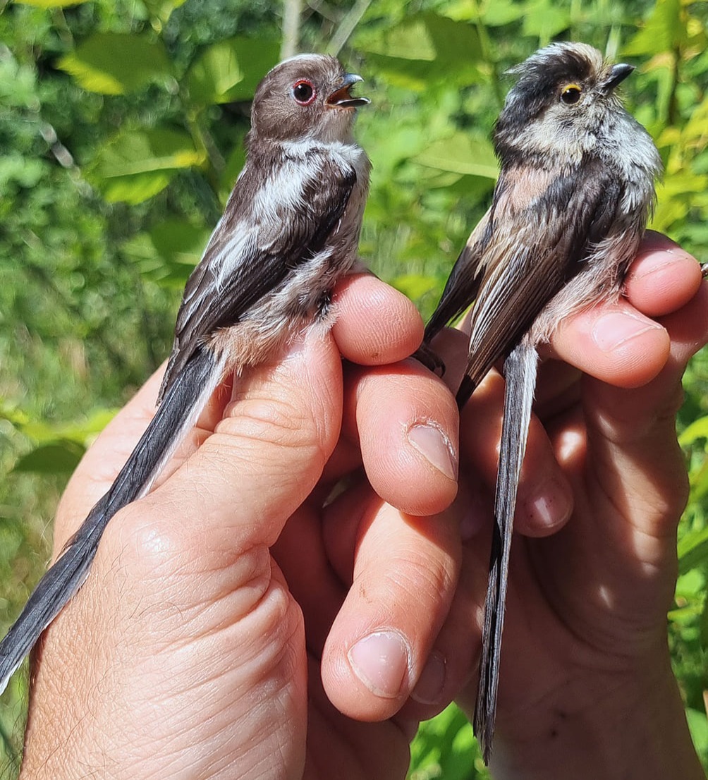 Mésanges à longue queue 1ère année et adulte © Aurélien Audevard