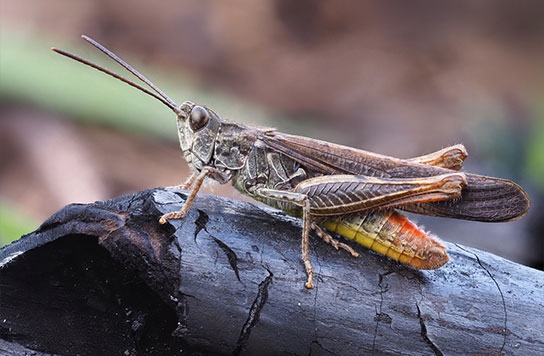 Criquet duettiste ©Frank Vassen