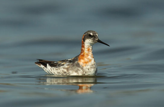 Phalarope à bec étroit © Antoine Cordoin
