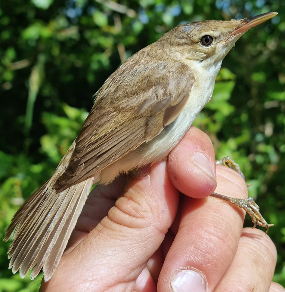Rousserolle effarvatte mâle 2ème année © Aurélien Audevard