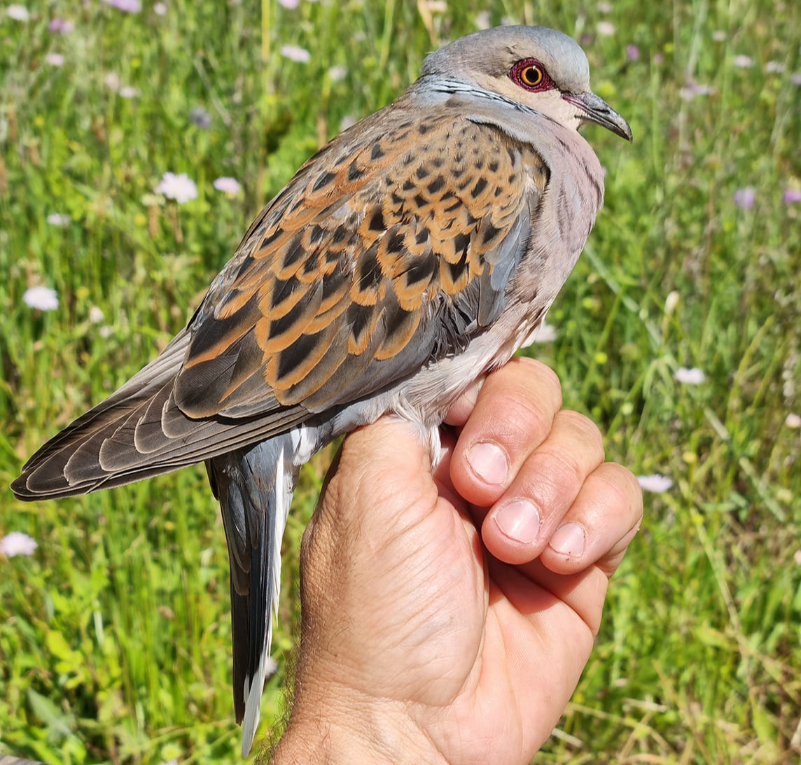 Tourterelle des bois Femelle ad © Aurélien Audevard