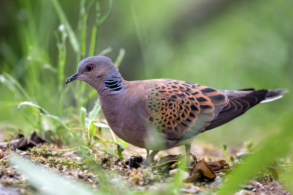 Tourterelle des bois - André SIMON 