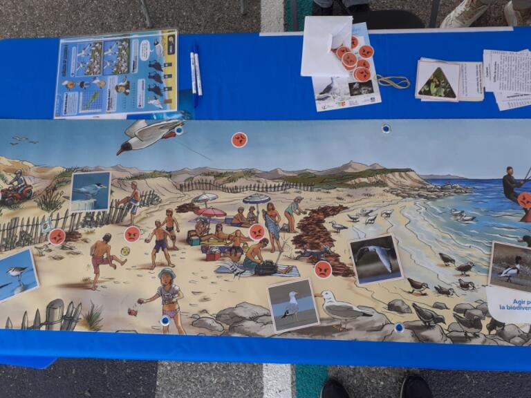 Jeu biodiversité du littoral