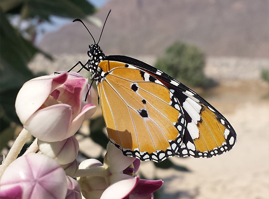Petit Monarque (c) Marion Fouchard