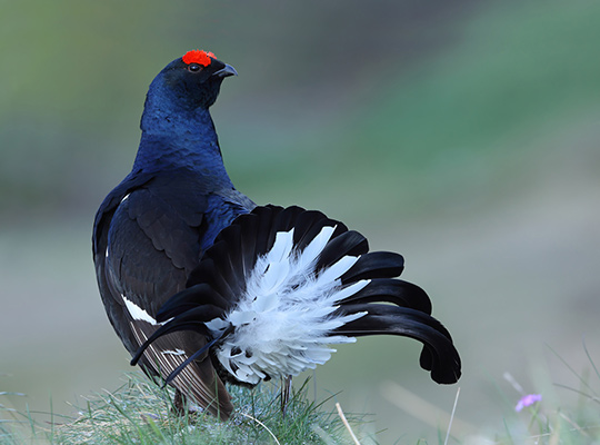Tetras lyre © Aurélien Audevard