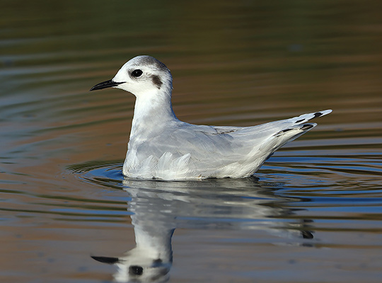 Mouette pygmée © Aurélien Audevard