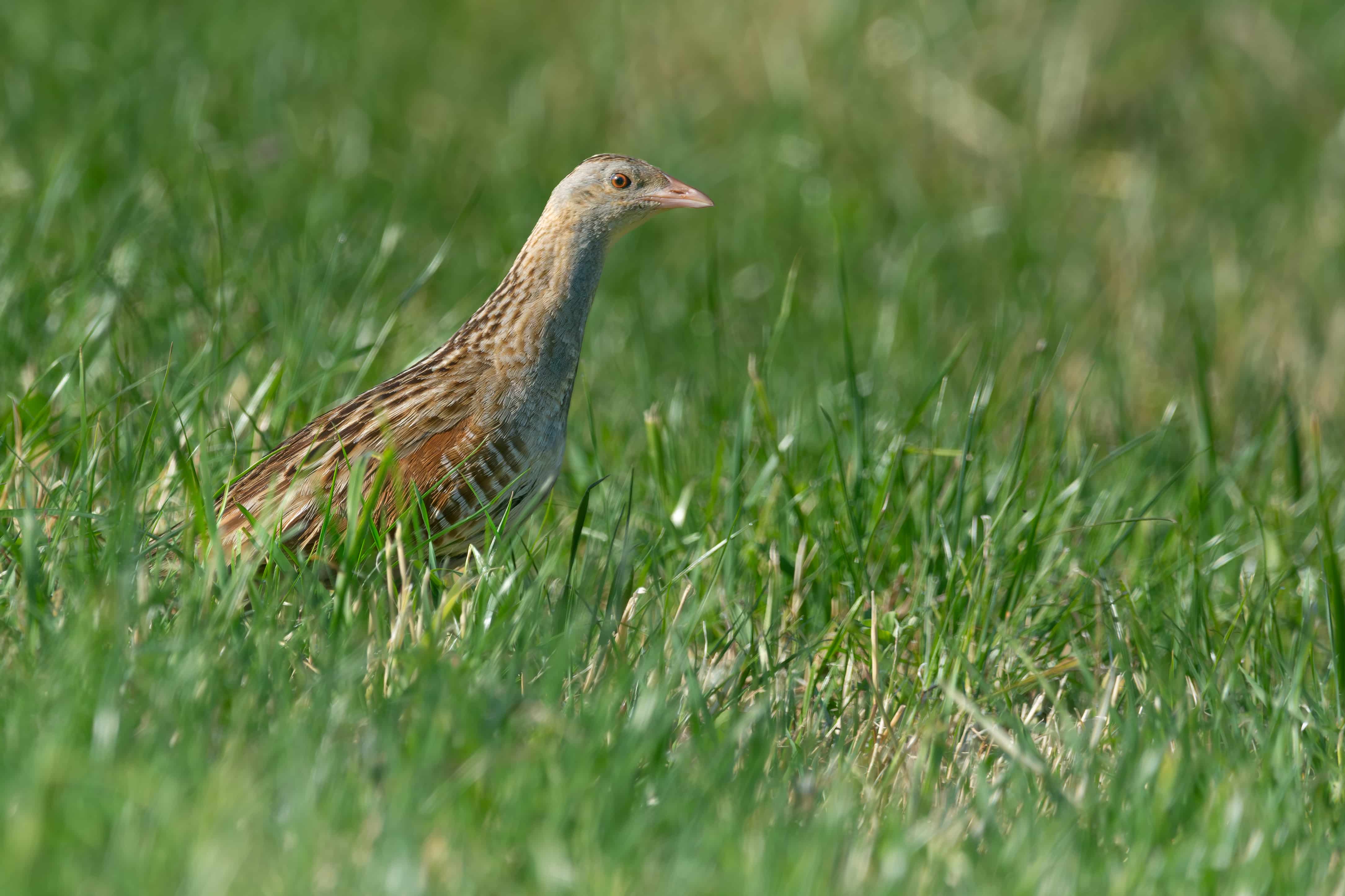 Râle des genêts © Ryan Boswarthick