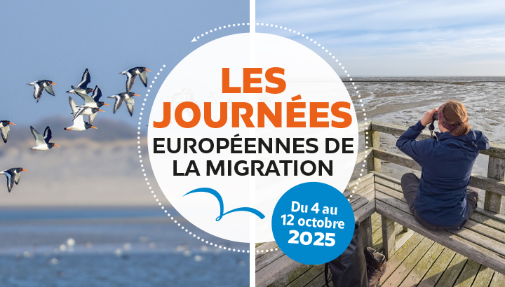 Visuel officiel © Les journées européennes de la migration 