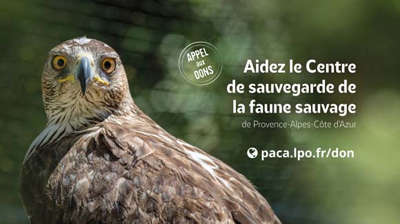 Martinet noir © Emeline PUJOLAS