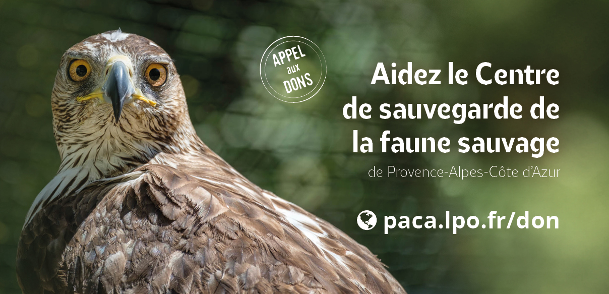 Aigle de Bonelli - Marie-Hélène Côté CRSFS