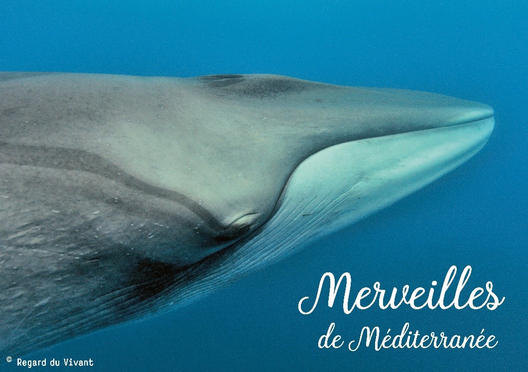 Affiche de l'exposition Merveilles de Méditerranée. ©Regard du vivant.