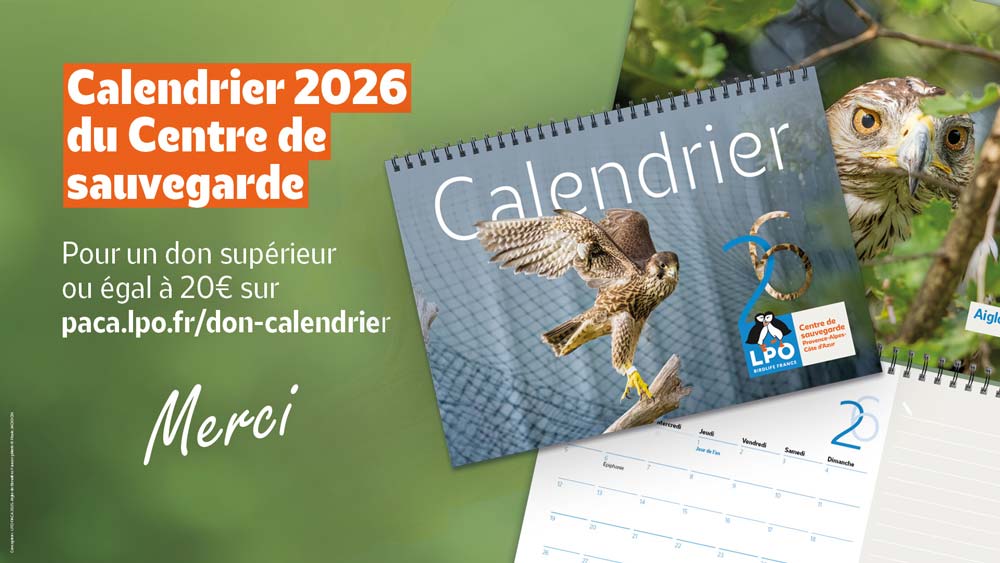 Calendrier 2026 du Centre régional de sauvegarde de la faune sauvage de Buoux