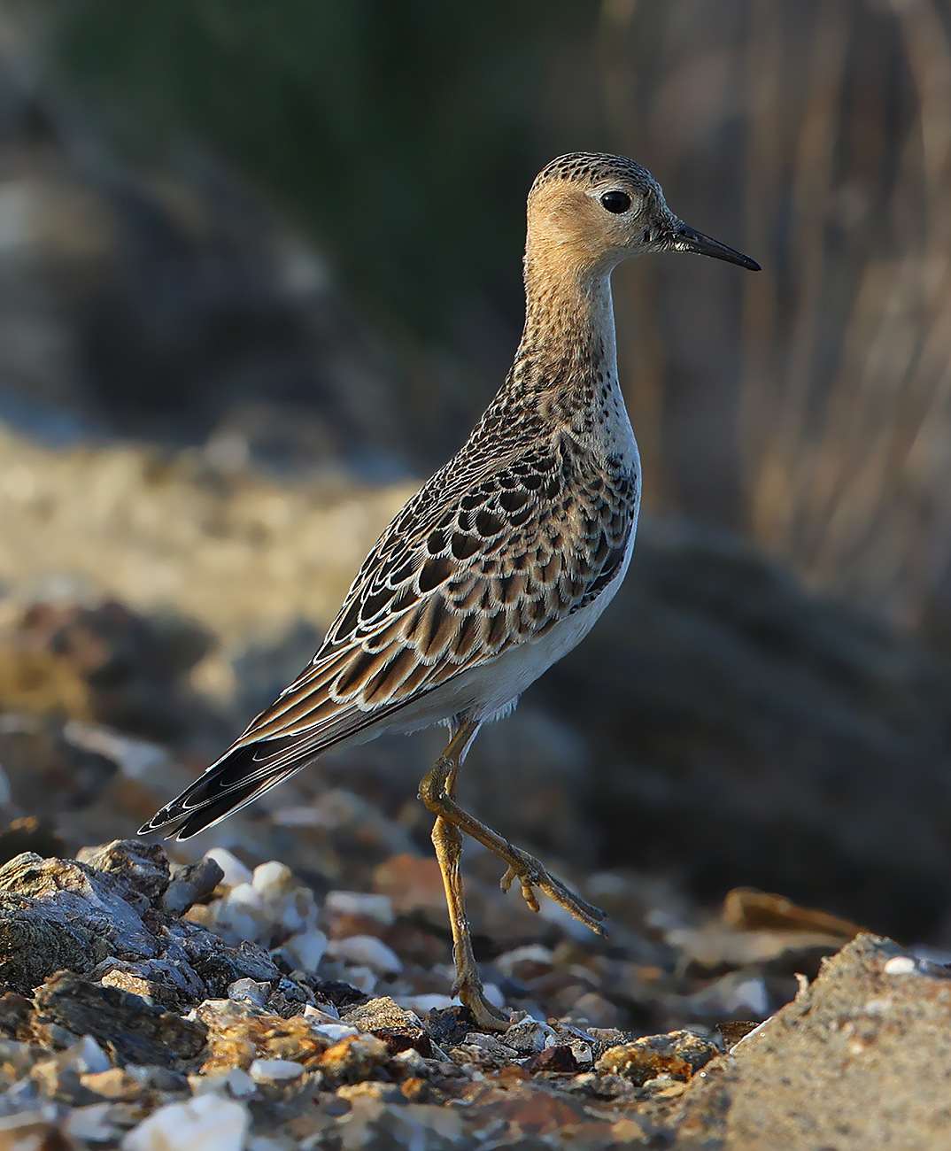 Bécasseau rousset © Aurélien Audevard