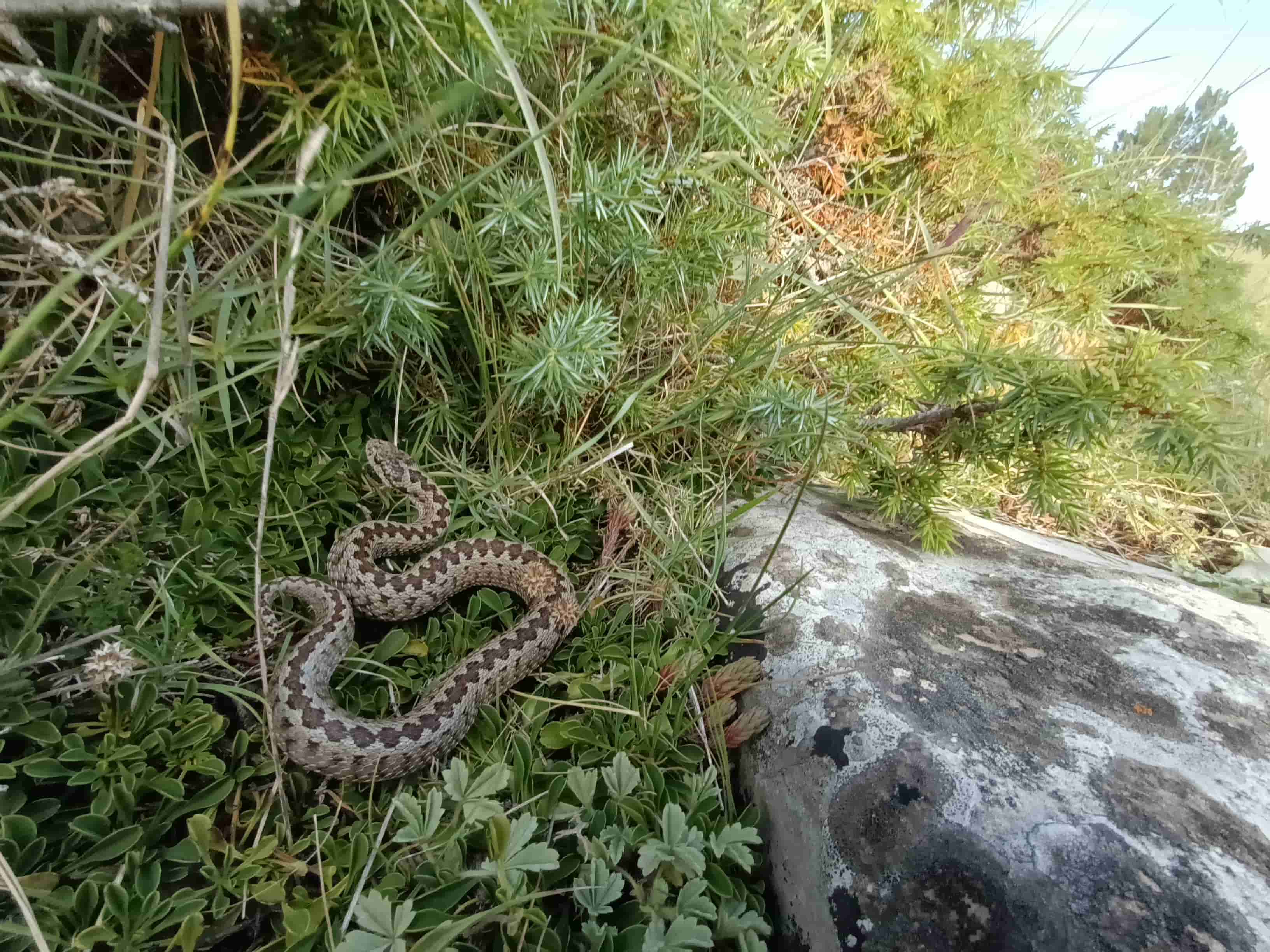 Prospection Vipère d'Orsini © LPO PACA