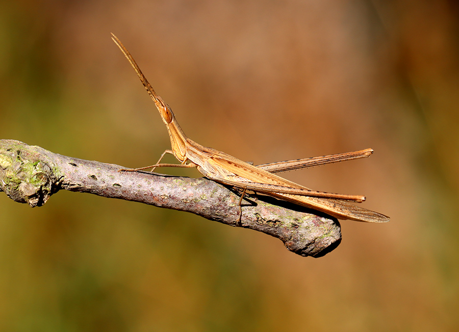 Truxale méditerranéenne (c) Marion Fouchard