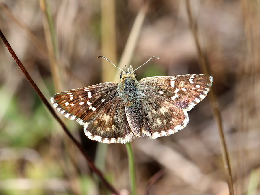 Hespérie des cirses (c) Marion Fouchard