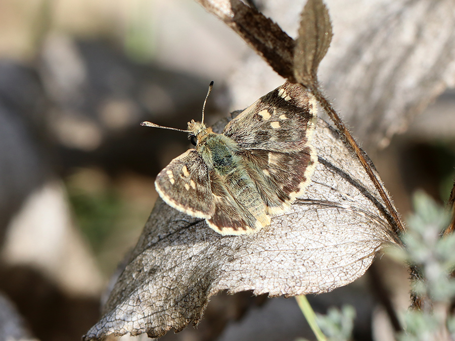 Hespérie de l'herbe au vent (c) Marion Fouchard