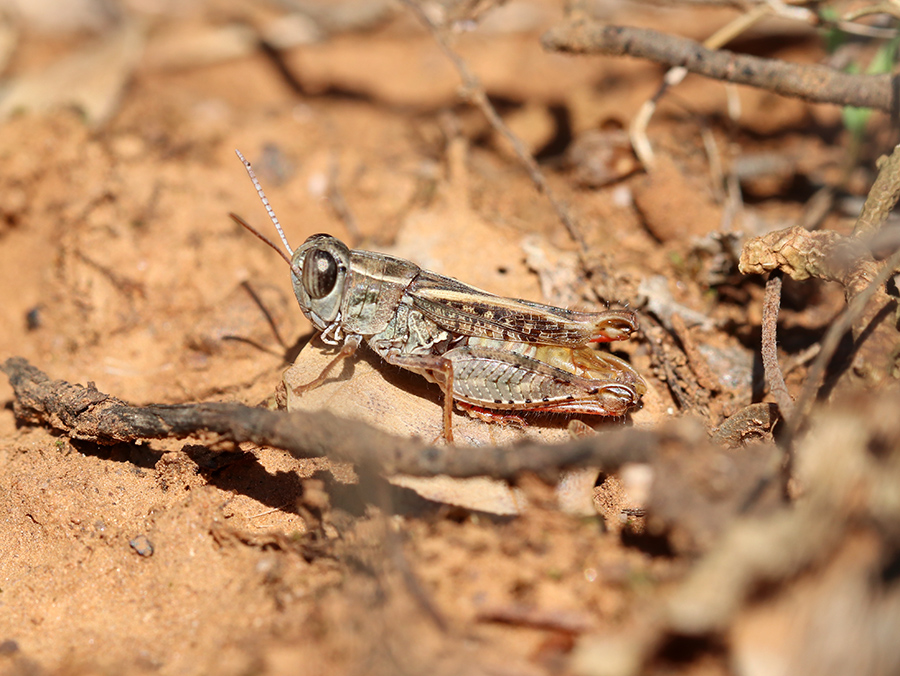 Caloptène sicilien (c) Marion Fouchard