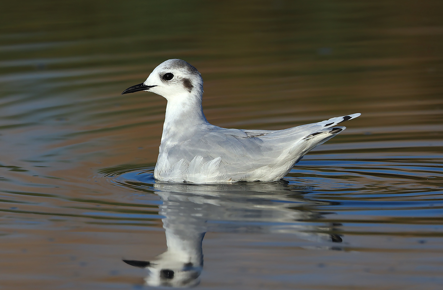 Mouette pygmée © Aurélien Audevard